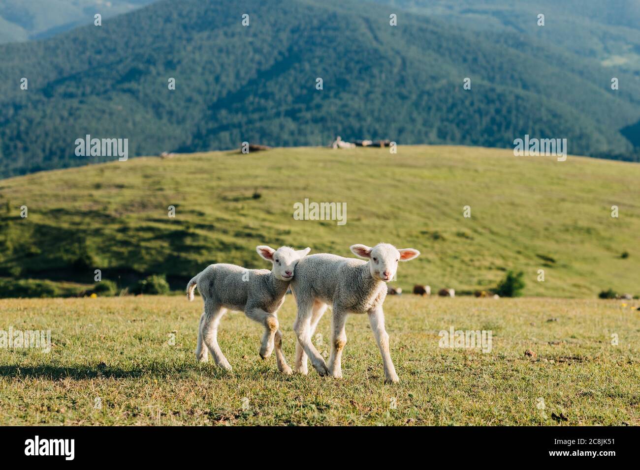 Due agnelli sul prato in una giornata di sole Foto Stock