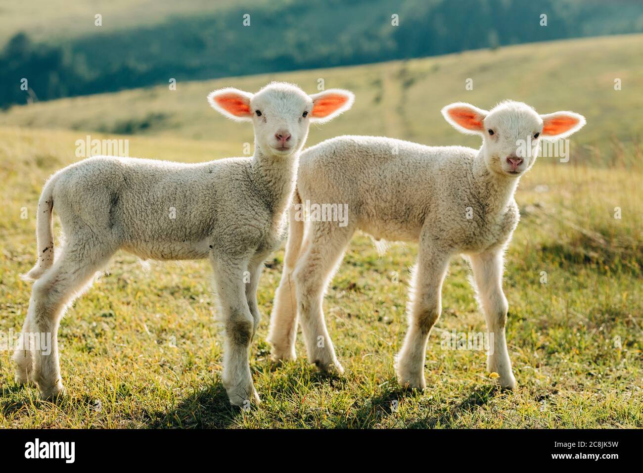 Due agnelli sul prato in una giornata di sole Foto Stock