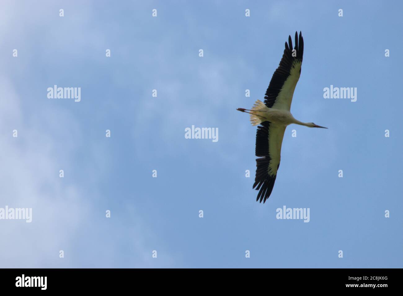 Cicogna con le ali spalmate sta scivolando nell'aria Foto Stock