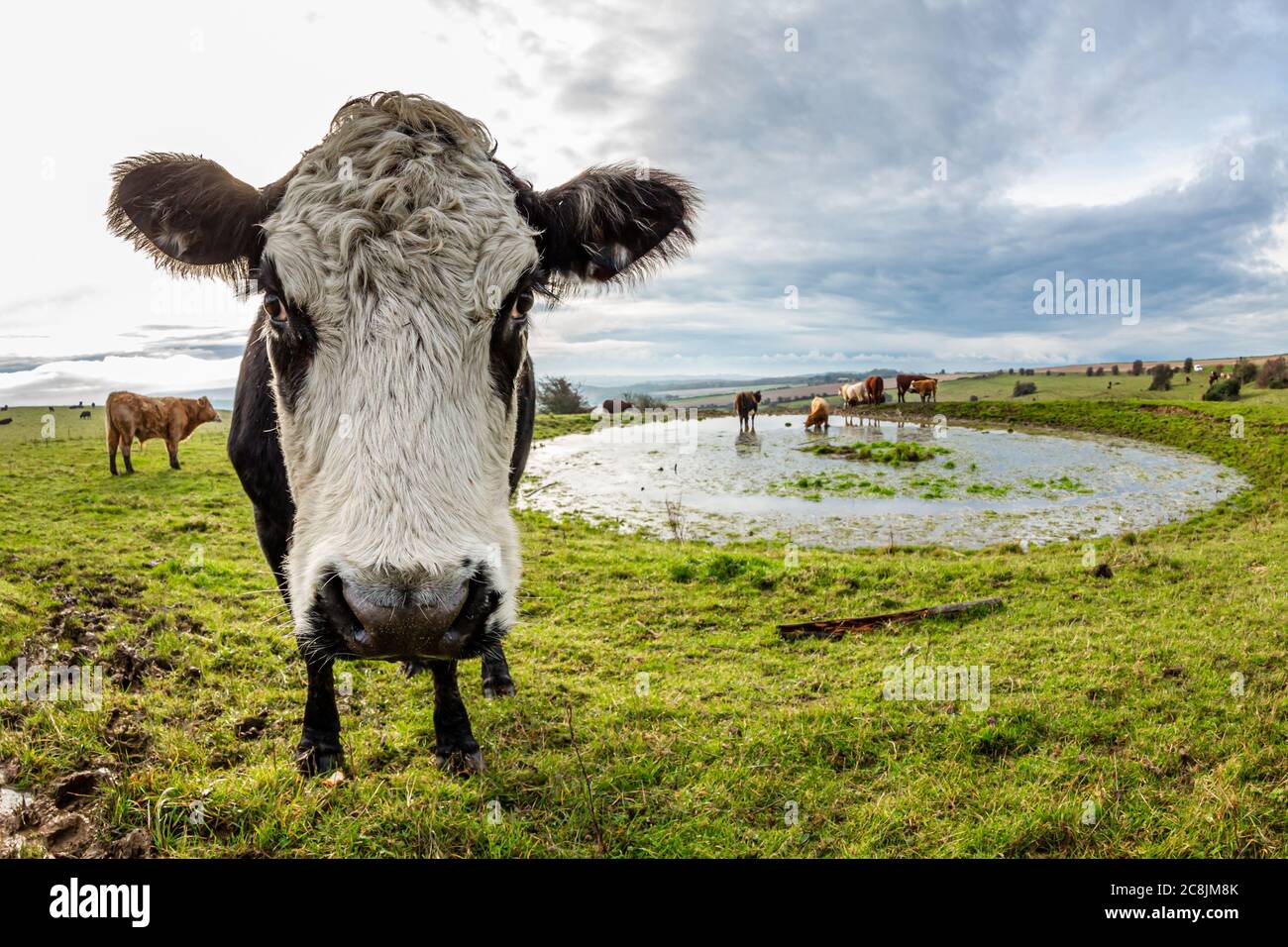 Una mucca in piedi vicino ad un laghetto di rugiada sul girofaro di Ditchling in Sussex, preso con una lente dell'occhio del pesce Foto Stock