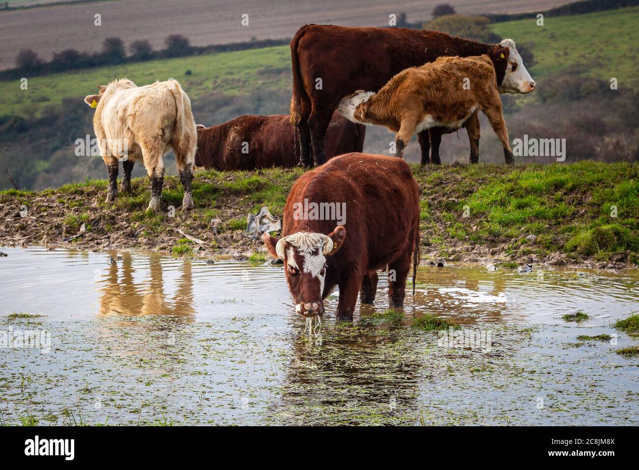 Mucche in un laghetto di rugiada su Ditchling Beacon in un tardo giorno d'autunno Foto Stock