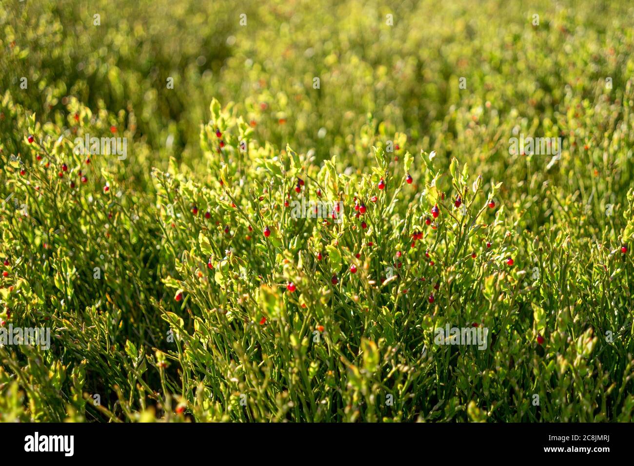 ŻABNICA, POLONIA - 02 giugno 2019: Mirtillo fiorente nelle montagne nella sala Rysianka Foto Stock