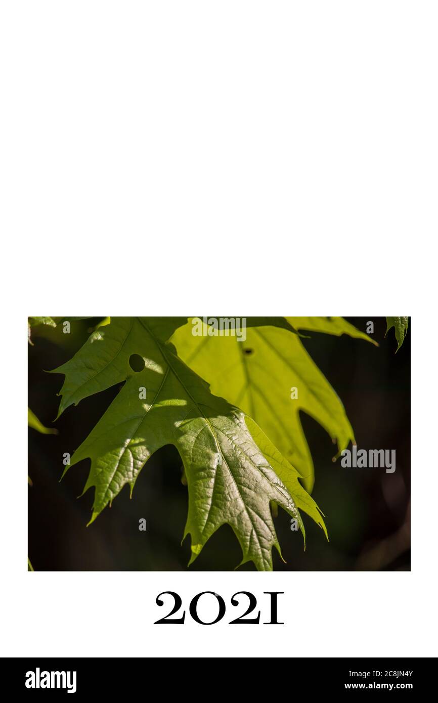 Copertina calendario per 2021 su sfondo bianco Foto Stock