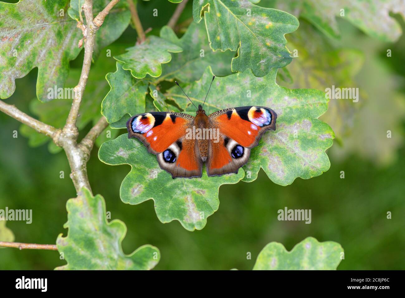 Farfalla pavone (Inachis io) REGNO UNITO Foto Stock
