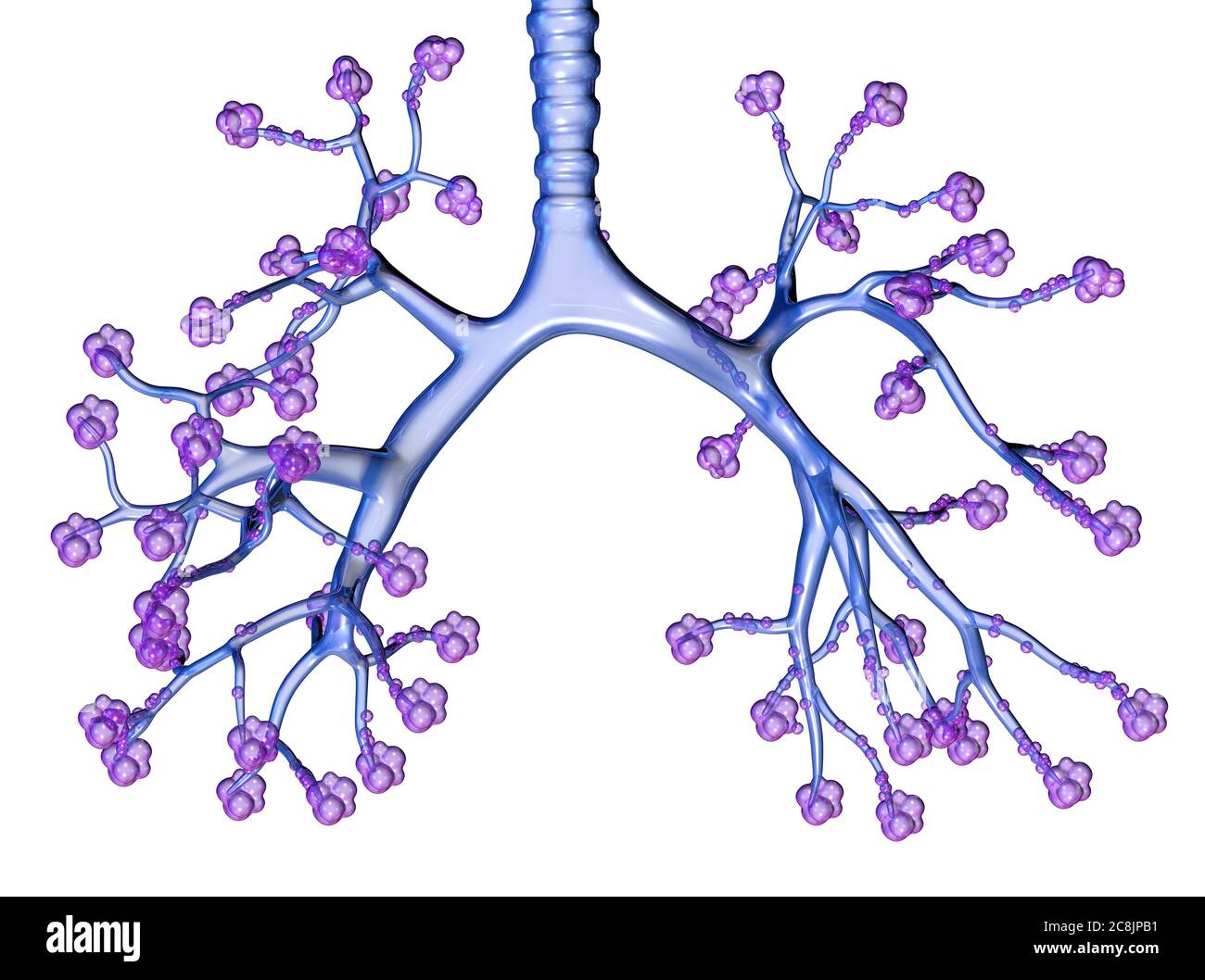 Illustrazione che mostra trachea, bronchioli e alveoli polmonari trasparenti Foto Stock