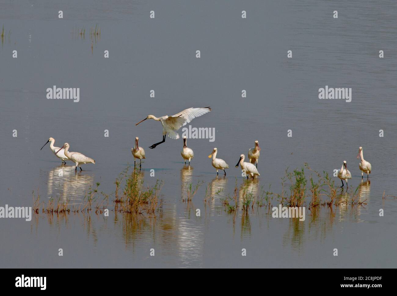 greggi di uccelli in volo Foto Stock