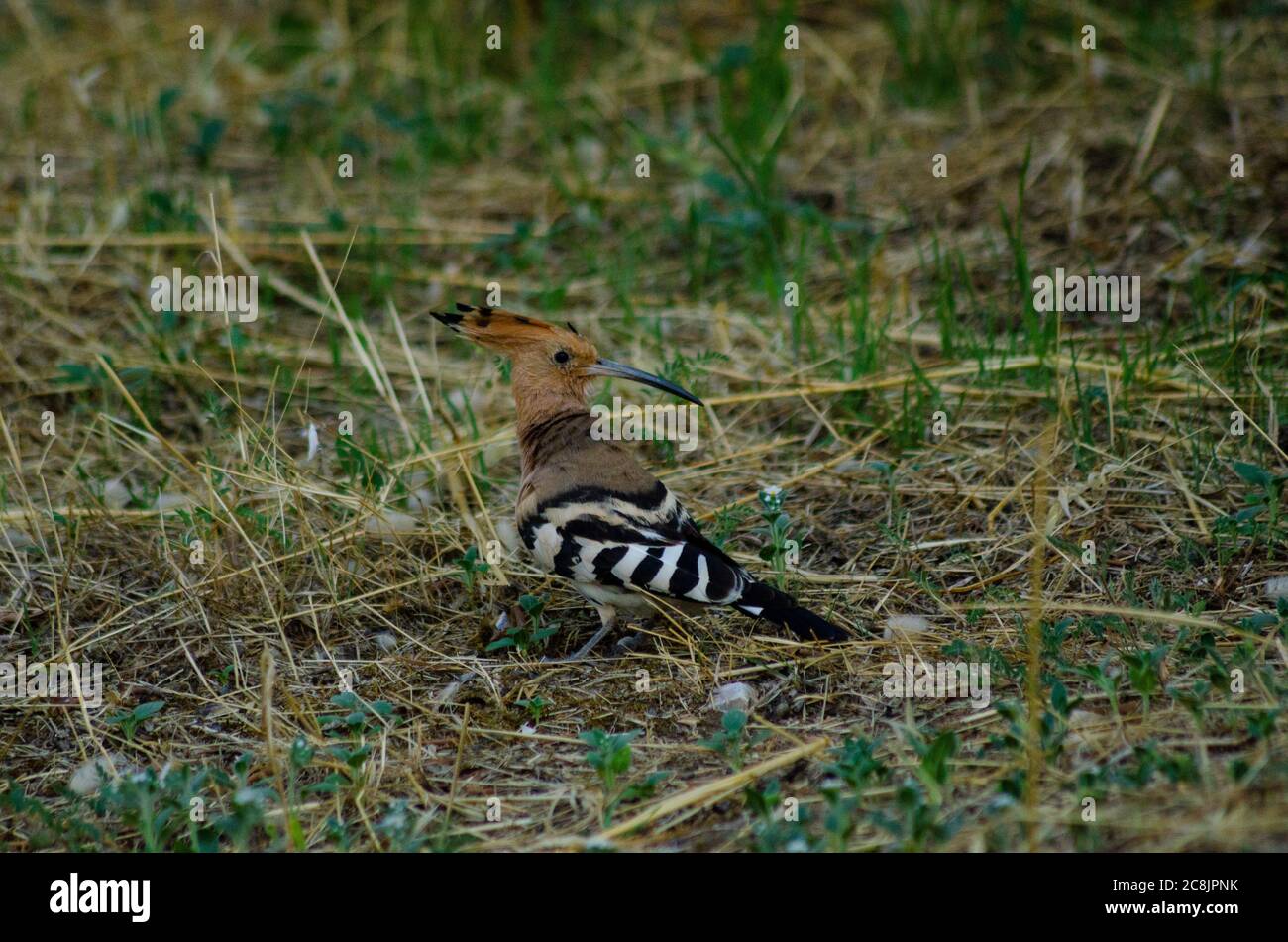Eurasian Hoopoe (Upupa epps) foraggio per cibo in Attica Grecia Foto Stock