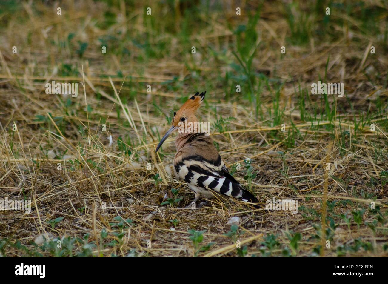 Eurasian Hoopoe (Upupa epps) foraggio per cibo in Attica Grecia Foto Stock
