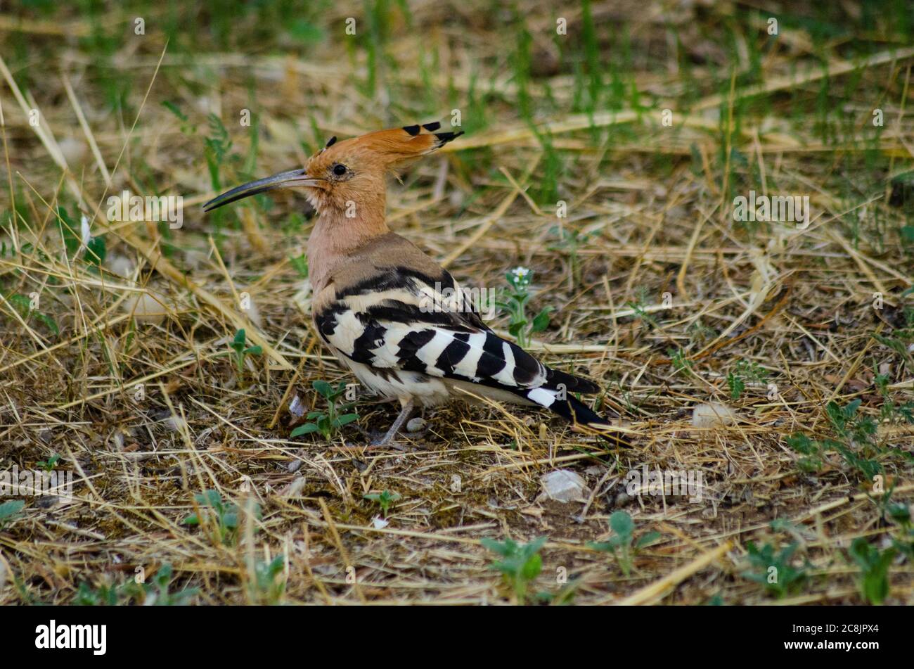 Eurasian Hoopoe (Upupa epps) foraggio per cibo in Attica Grecia Foto Stock