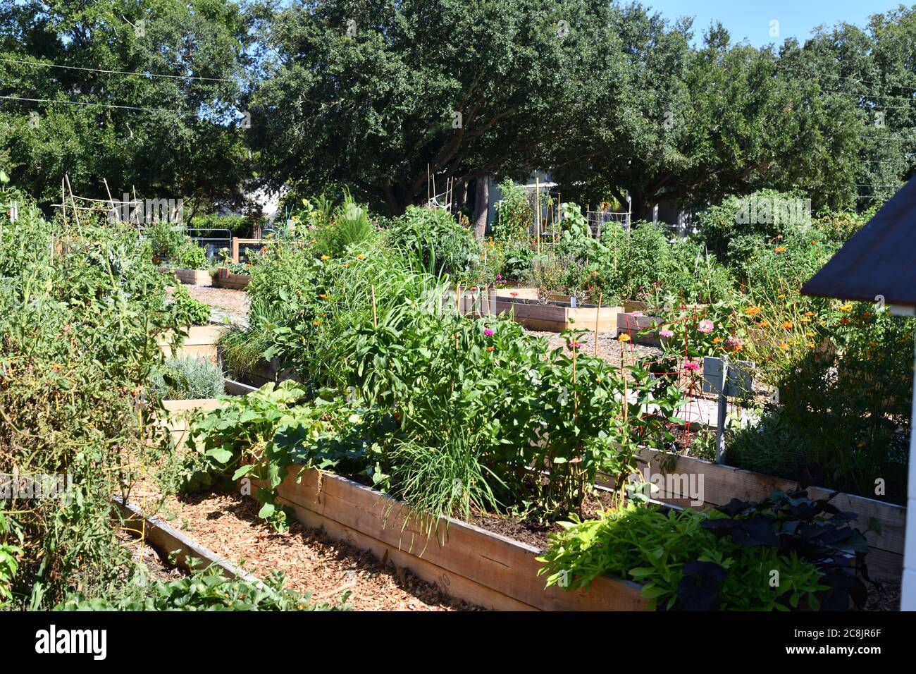 Urban Gardens con singoli appezzamenti in box Peperoni in crescita, Kale, mais, zecca, fiori, broccoli, banane e verdure di stagione Foto Stock
