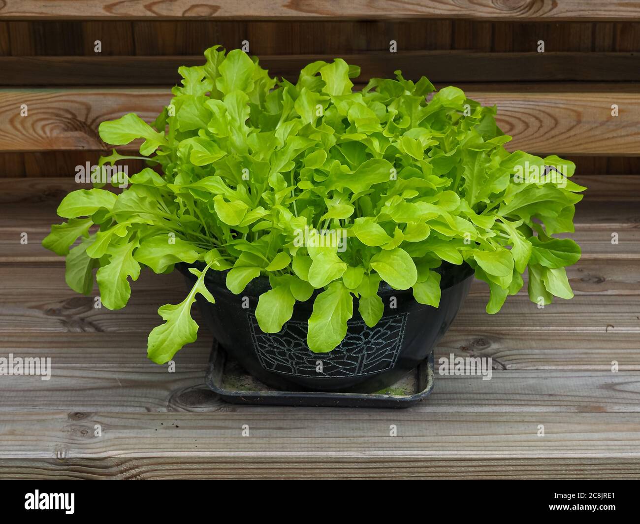 Foglie verdi di lattuga, varietà Green Salad Bowl, che cresce in una ciotola di plastica Foto Stock Foglie verdi di lattuga, varietà Green Salad Bowl, che cresce in una ciotola di plastica Foto Stock