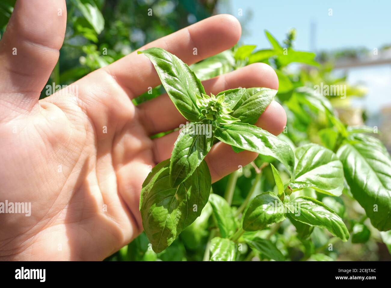 Uomo contadino che tiene foglie di basilico pianta in casa fattoria, ingredienti alimentari sani Foto Stock