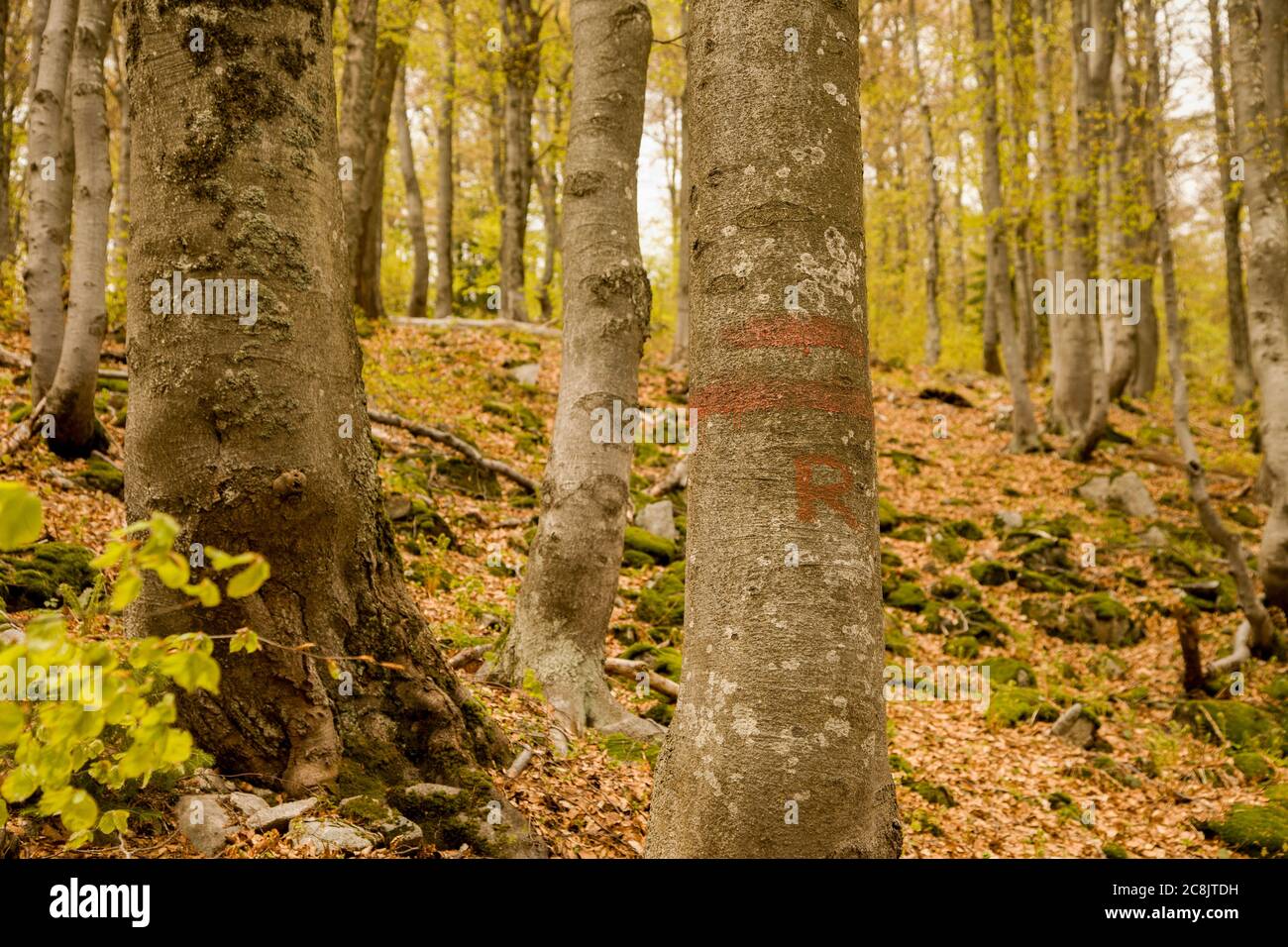 Strisce rosse sull'albero che indicano l'area protetta dei monti Malá Fatra, Slovacchia Foto Stock