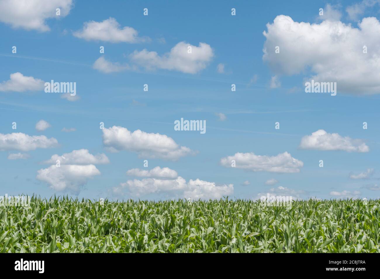 Mais / Sweetcorn / Zea mays coltivare in Cornovaglia campo con cielo estivo blu. Coltivando il mais dolce nel Regno Unito (come alimentazione animale), campo di sogni. Foto Stock