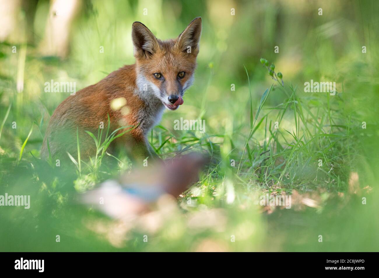 Fox guardando un Jay in bosco. Foto Stock