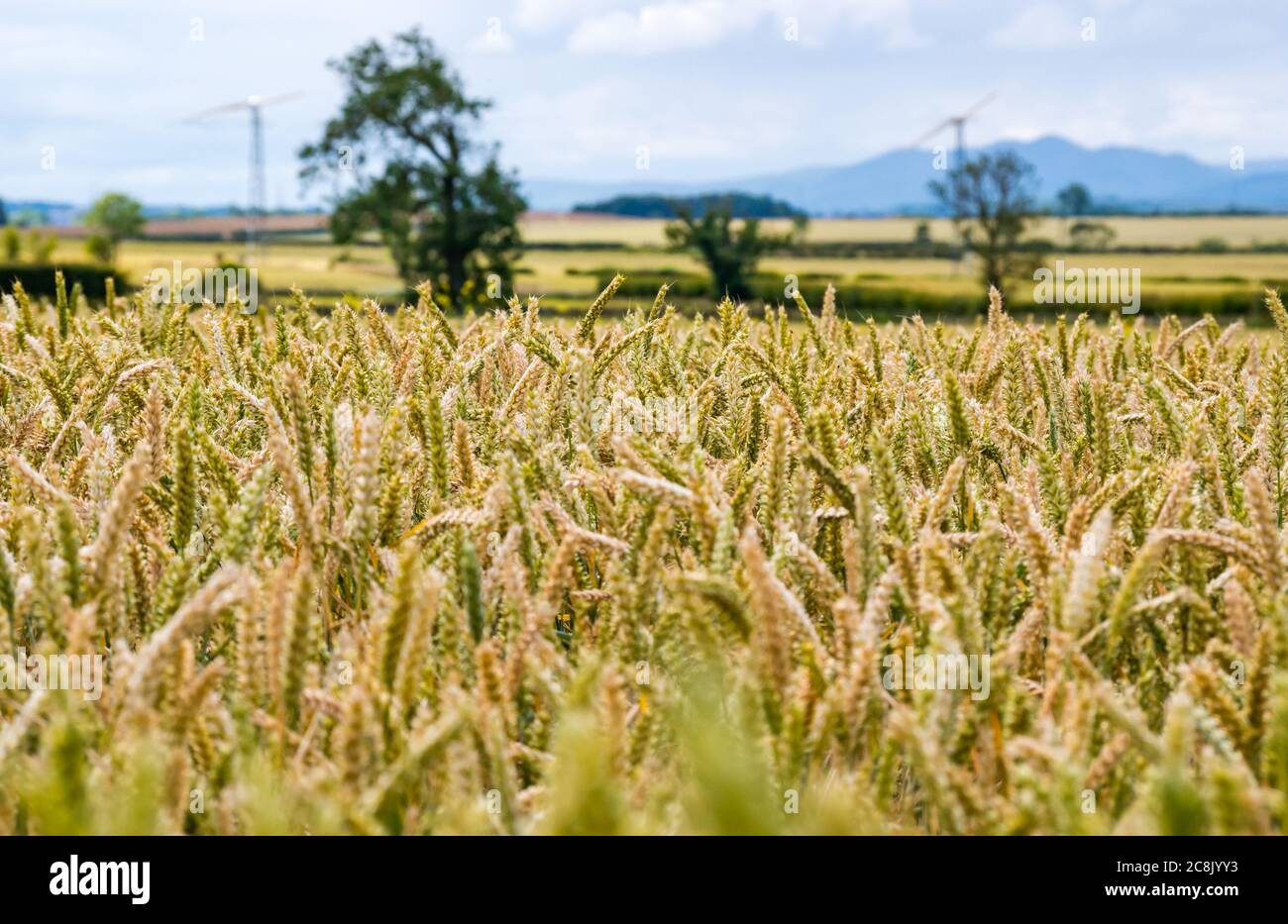 Primo piano di gambi di grano in un campo di coltura in estate sole, Lothian orientale, Scozia, Regno Unito Foto Stock
