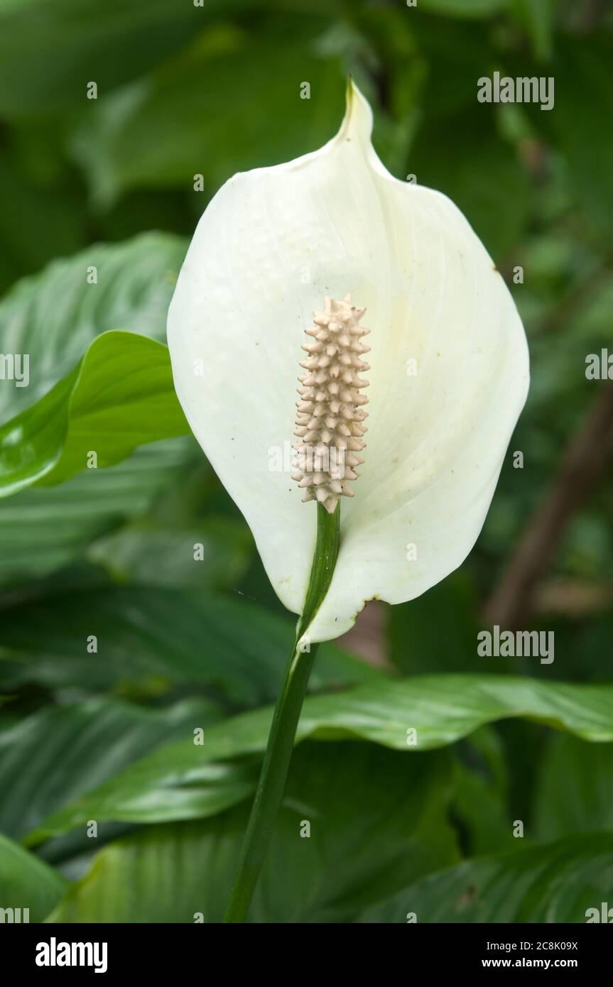 Sydney Australia, fiore bianco di Spathiphyllllum cochlearispathum o giglio di pace Foto Stock