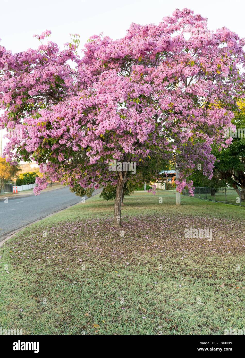 Tabebuia palmeri in fiore o Handroanthus impetiginosus ricoperti di fiori rosa a forma di campana Foto Stock