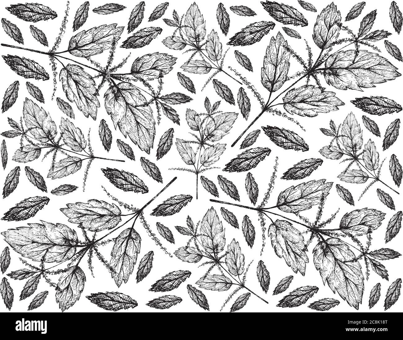 Erbe Fiore e pianta, mano disegnata sfondo di Urtica dioica o Stinging ortica pianta usata per la medicina tradizionale, cibo e tè. Illustrazione Vettoriale