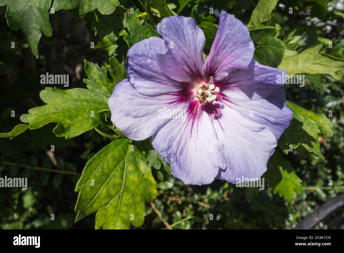 Un primo piano di una Rosa di Sharon (Hibiscus syriacus) Foto Stock