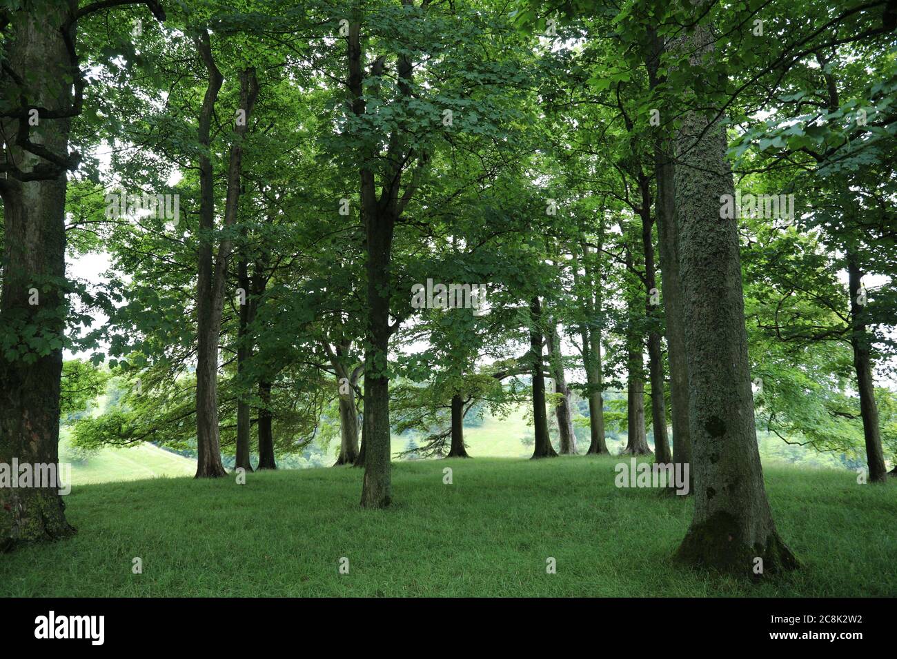 Dyrham Deer Park National Trust 2020 Foto Stock