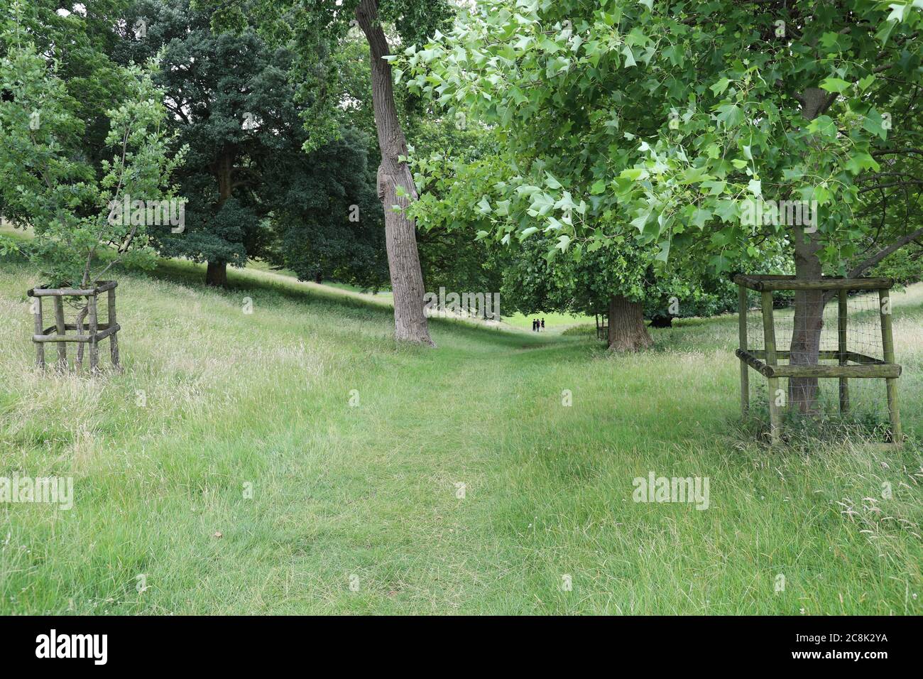 Dyrham Deer Park National Trust 2020 Foto Stock