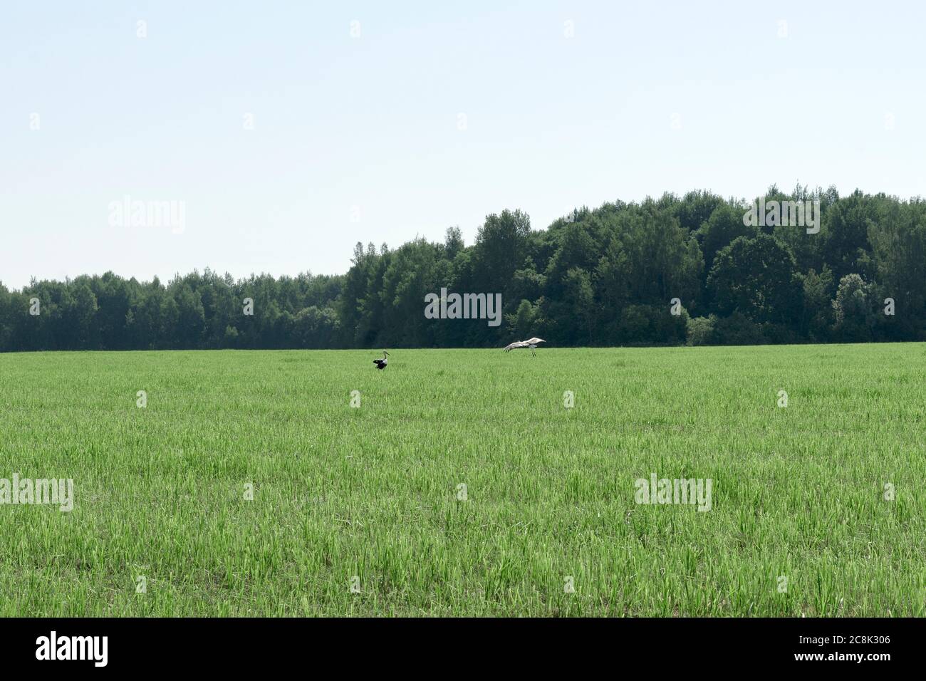 cicogne camminano in un campo di falda in una giornata estiva Foto Stock
