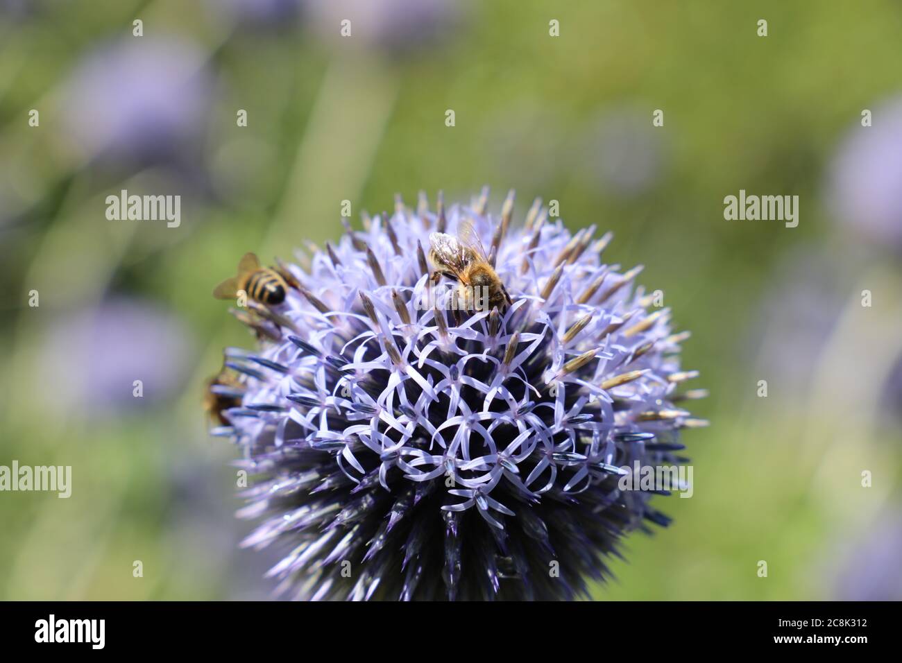 Dyrham Deer Park National Trust 2020 Foto Stock