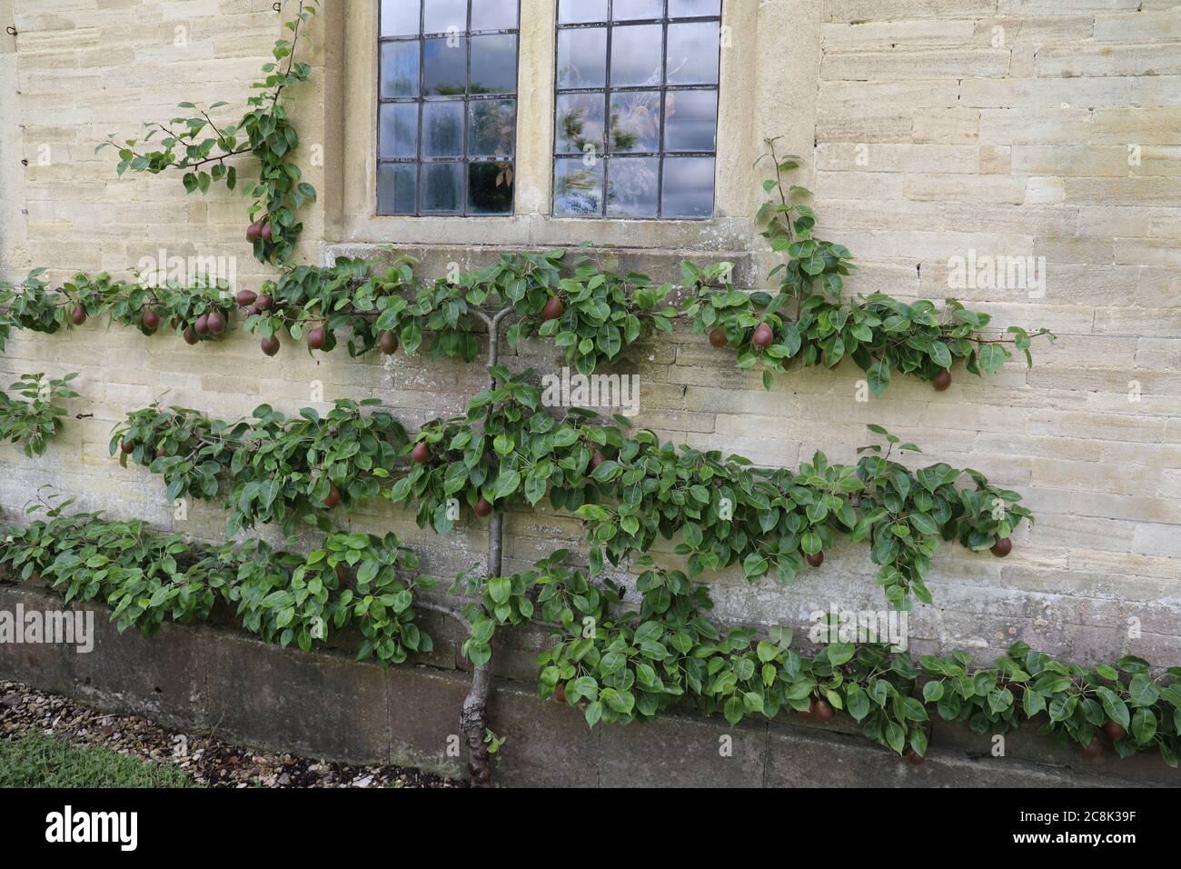 Dyrham Deer Park National Trust 2020 Foto Stock