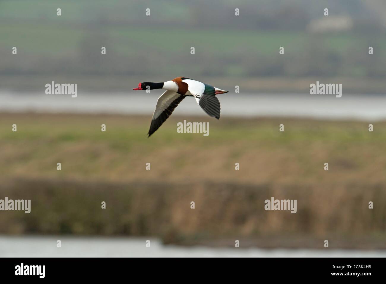 SHELLDUCK, coppia in volo, paese occidentale Regno Unito Foto Stock