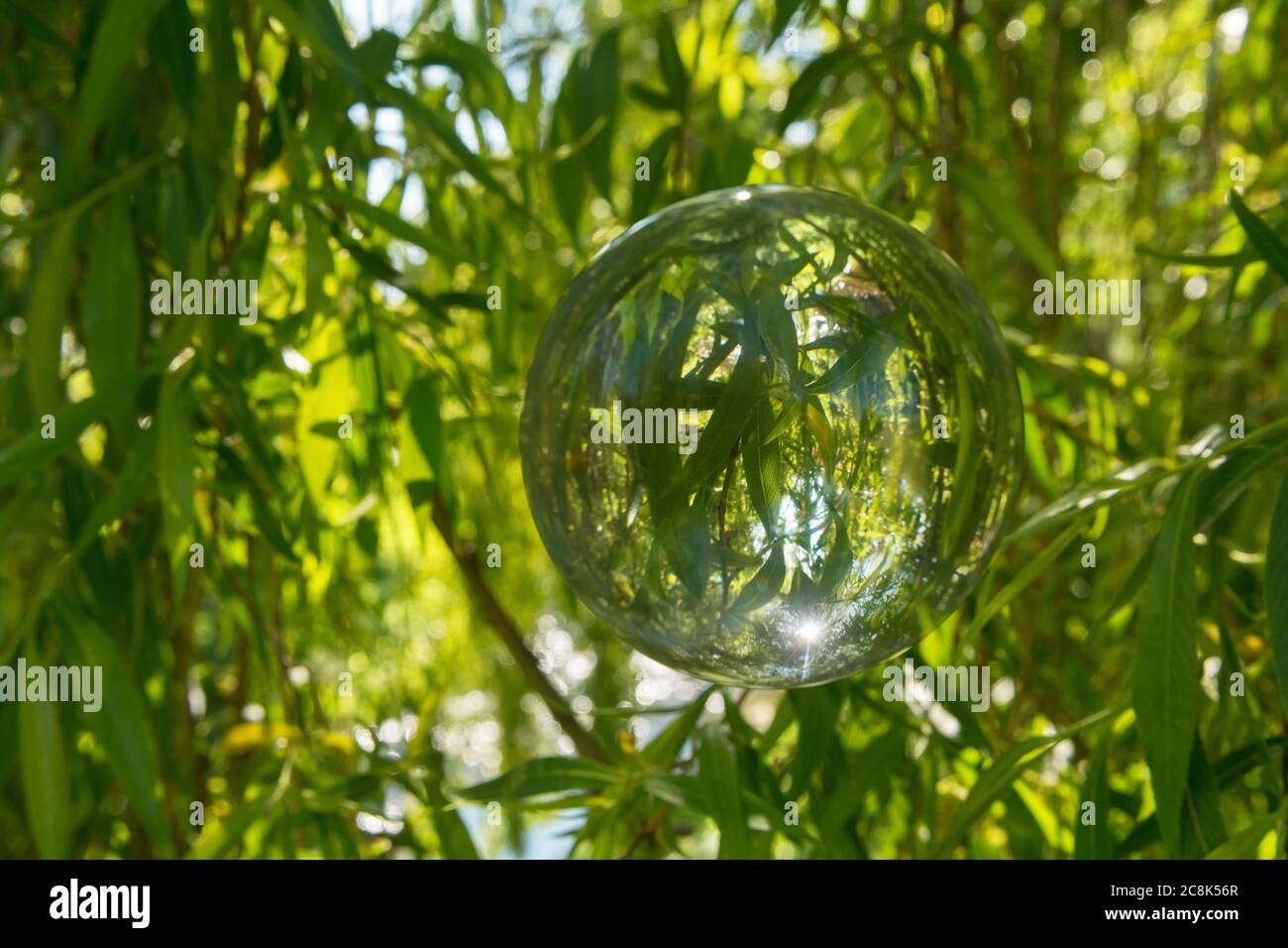 Albero di salice piangente visto attraverso una sfera di cristallo Foto Stock