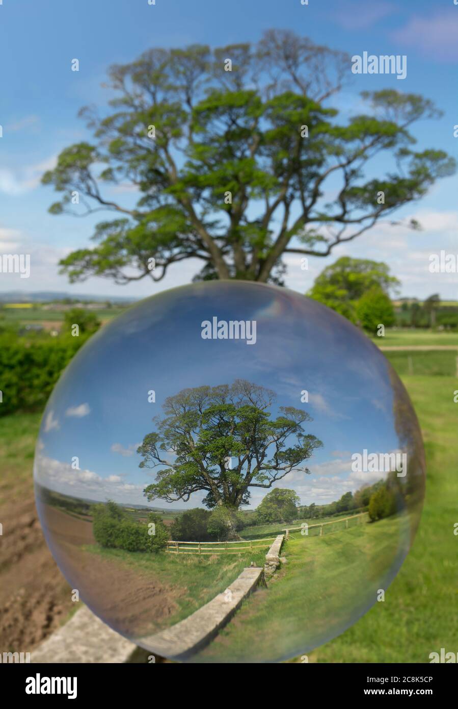 Grande albero visto attraverso una palla di cristallo Foto Stock