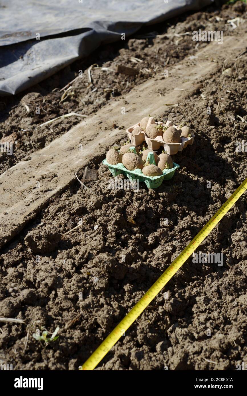 Patate primaticce "Casablanca" tagliate in scatole di uova, pronte per la piantagione a fianco di trincea con nastro di misurazione, plastica nera utilizzata per il riscaldamento del terreno arrotolato Foto Stock