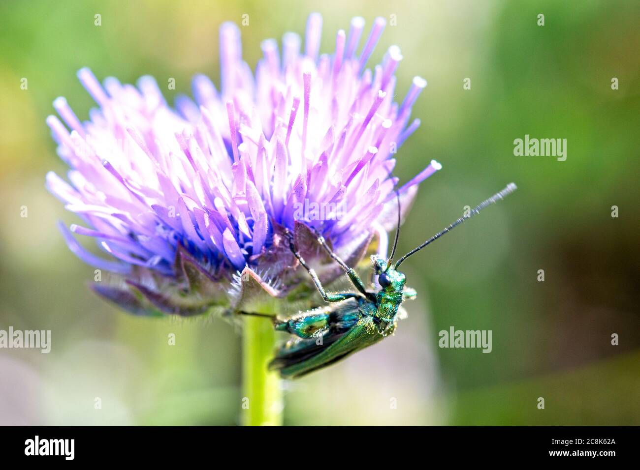 Il Beetle di Fiore a zampe spesse (Oedemera nobilis) su un fiore di pecora, (Jasione montana), Cornovaglia occidentale, Inghilterra, Regno Unito. Foto Stock