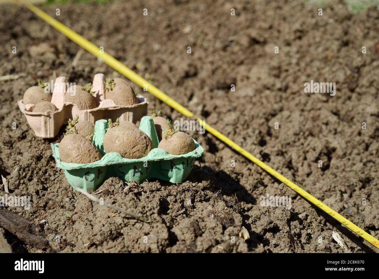 Patate primaverili 'Casablanca' sutinate in scatole di uova, pronte per la piantagione lungo trincea con nastro di misurazione, Spring, Wales, UK. Foto Stock