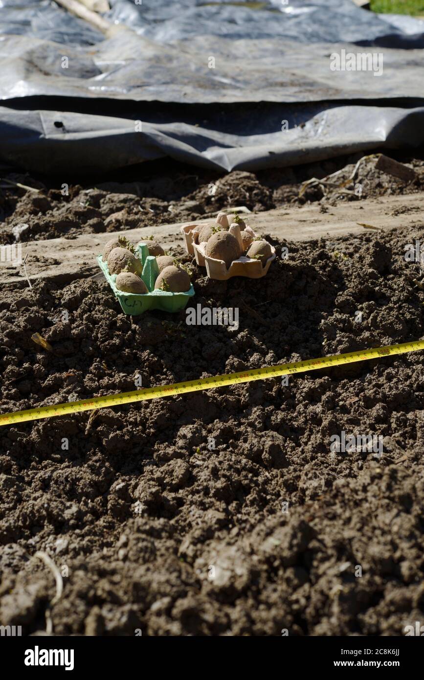 Patate primaticce "Casablanca" tagliate in scatole di uova, pronte per la piantagione a fianco di trincea con nastro di misurazione, plastica nera utilizzata per il riscaldamento del terreno arrotolato Foto Stock