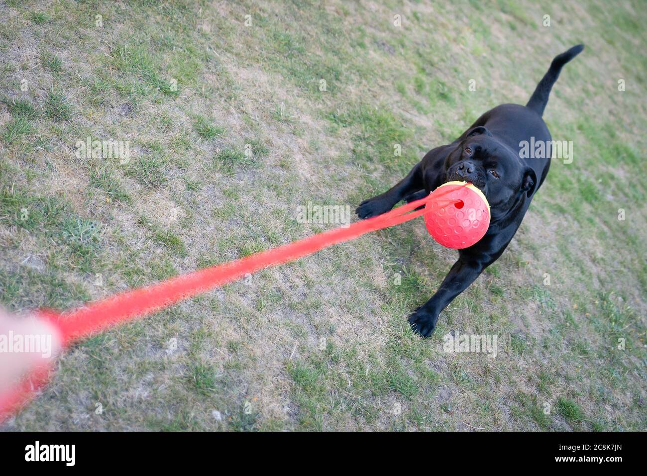 Cane di Staffordshire Bull Terrier che tiene e tira una palla su una corda che è tenuto da una persona. Solo la loro mano può essere vista. Stanno giocando Foto Stock