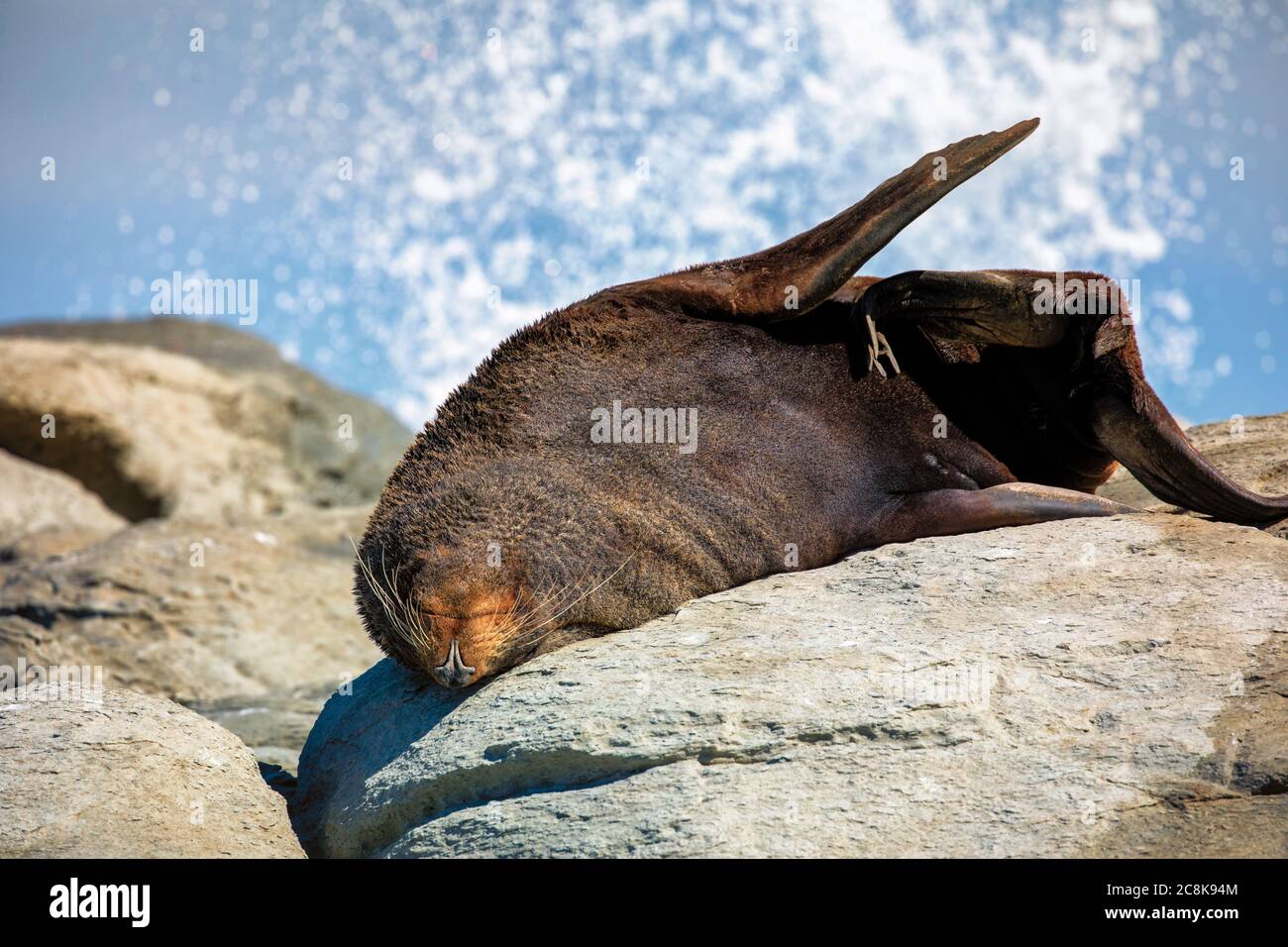 Una foca adulta che giace sul lato superiore di una roccia al punto di osservazione Point Kean a Kaikoura con un'onda che si schianterà dietro. A Kaikoura, sull'isola meridionale di New Zeala Foto Stock