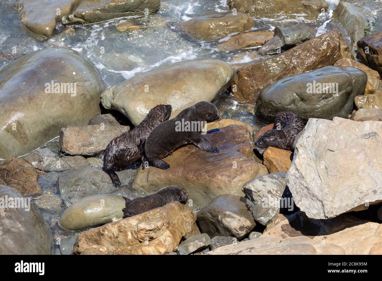 Cuccioli di foca che escono dal mare sulle rocce sotto Ohau Point, sull'Isola del Sud della Nuova Zelanda. Foto Stock