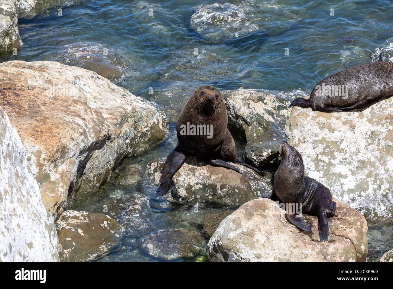 Foche sulle rocce sotto Ohau Point, vicino al mare, sull'Isola del Sud della Nuova Zelanda. Foto Stock