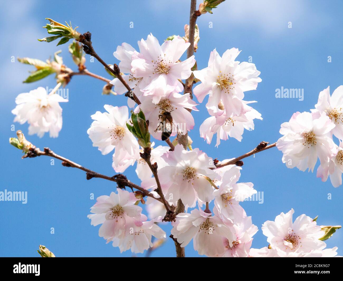 Un'ape di miele catturata a metà volo che raccoglie polline dalla fioritura di un albero di ciliegio di pungo Prunus in primavera nel Regno Unito Foto Stock
