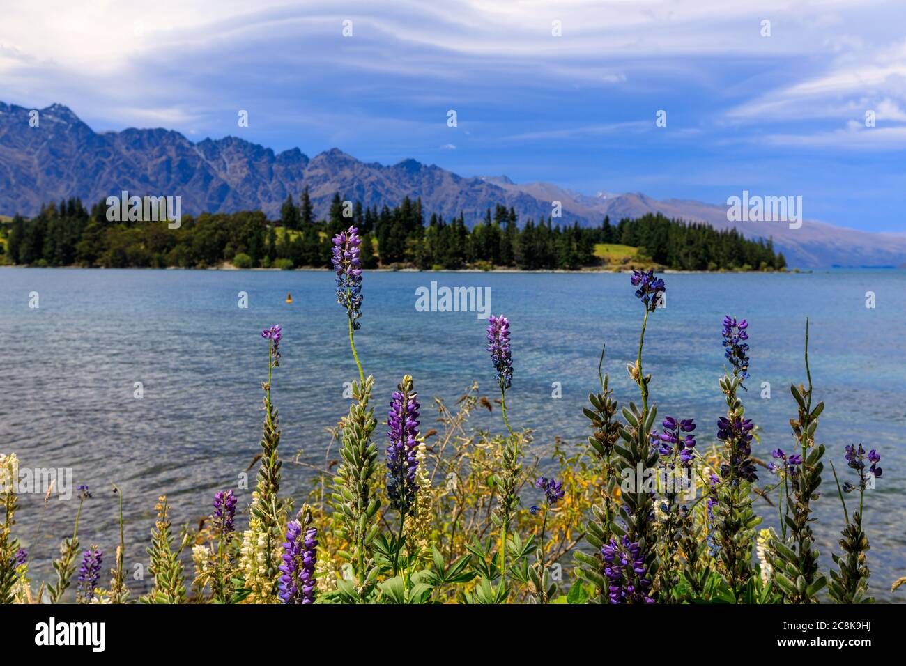 Fiori selvatici sulla riva del lago Wakatipu nel parco cittadino di Queenstown con le montagne intorno. Queenstown, Nuova Zelanda. Foto Stock