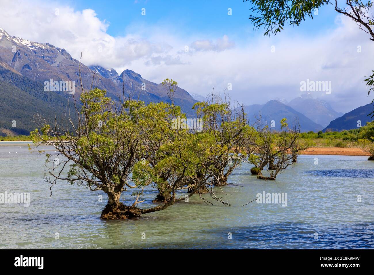 Alberi di Willow nella Laguna di Glenorchy con montagne coperte di nuvole sullo sfondo. Foto Stock