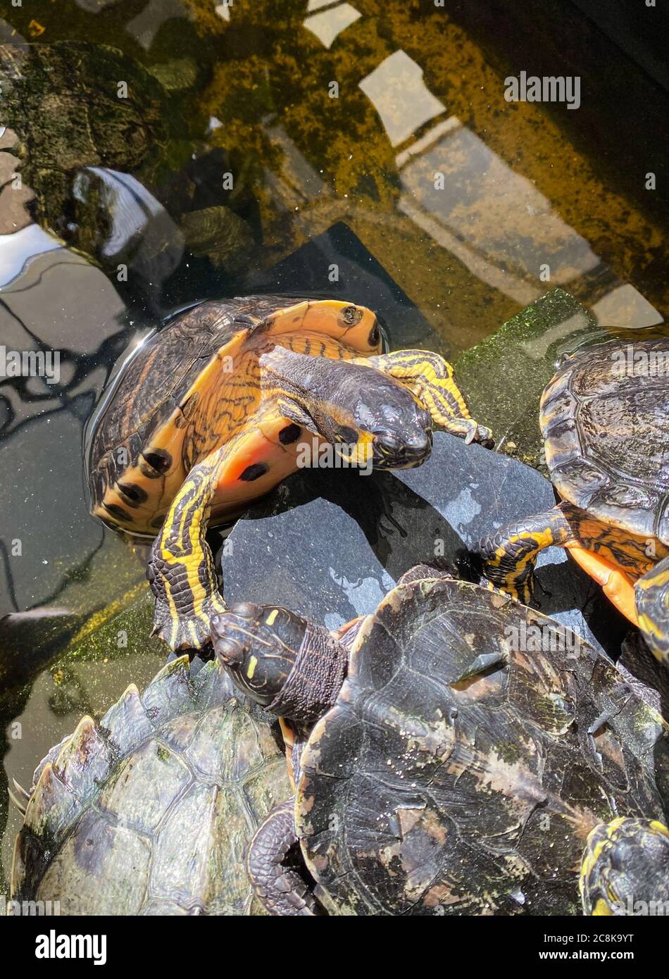 Closeup di tartarughe d'acqua gialle (trachemys scripta scripta) in stagno Foto Stock