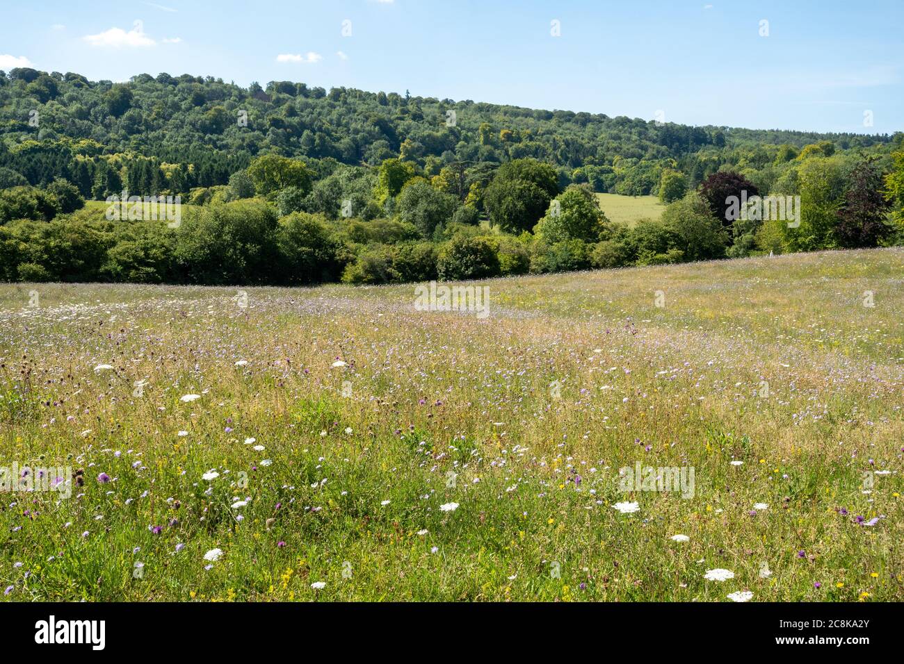 Wildflower prato e paesaggio rurale presso la tenuta di campagna del castello di Highclere in Hampshire, Inghilterra, Regno Unito, durante l'estate o luglio Foto Stock Wildflower prato e paesaggio rurale presso la tenuta di campagna del castello di Highclere in Hampshire, Inghilterra, Regno Unito, durante l'estate o luglio Foto Stock