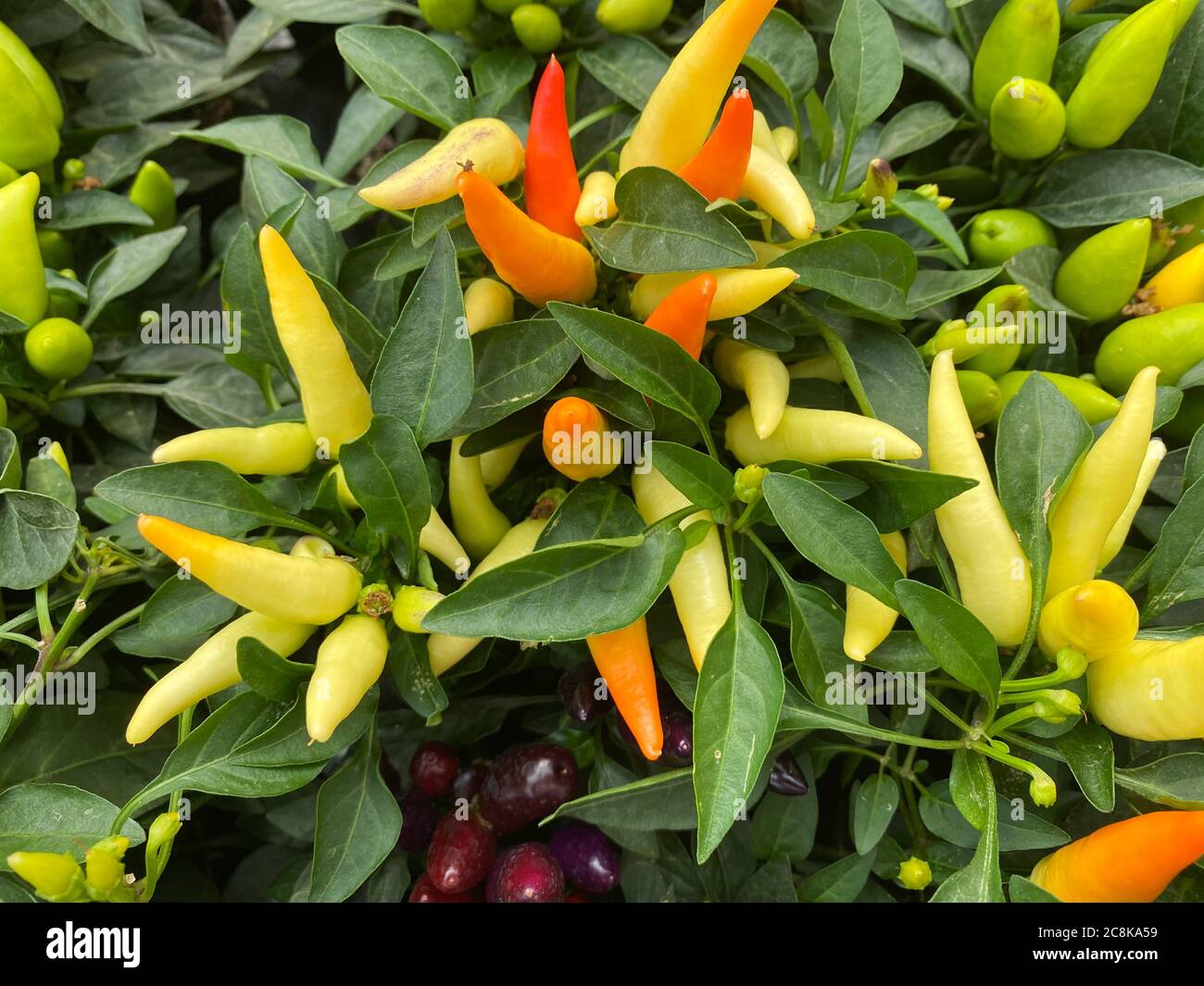Vista dall'alto, primo piano di piante di peperoni gialli e arancioni (capsicum annuum) con foglie verdi Foto Stock