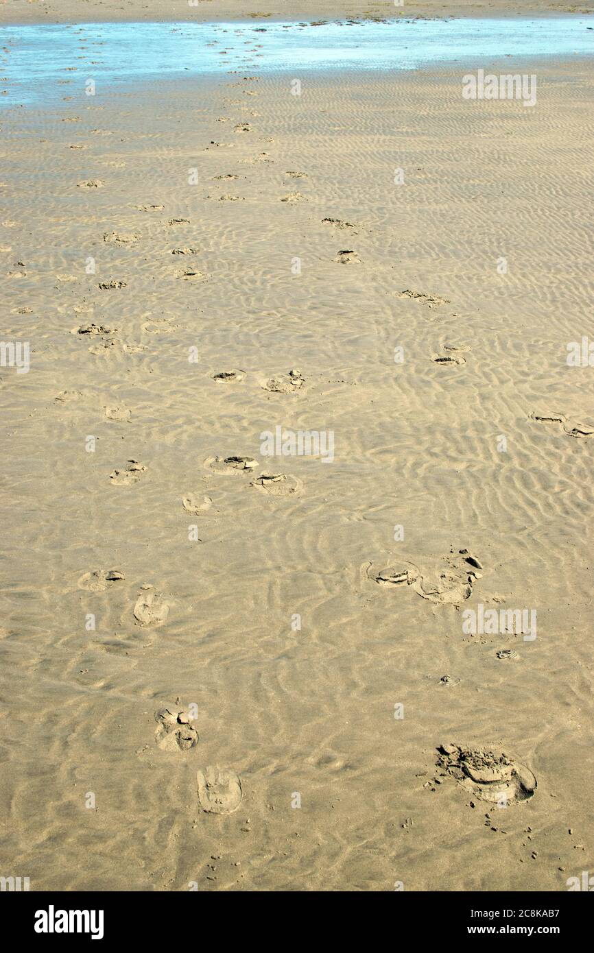 Hoof Prints on the Sand, Longrock Beach, Cornwall UK Foto Stock