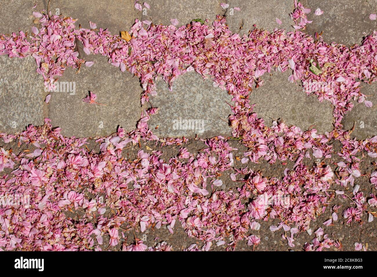 Petali rosa di ciliegio caduti tra ciottoli e su una strada asfaltata per lo sfondo Foto Stock