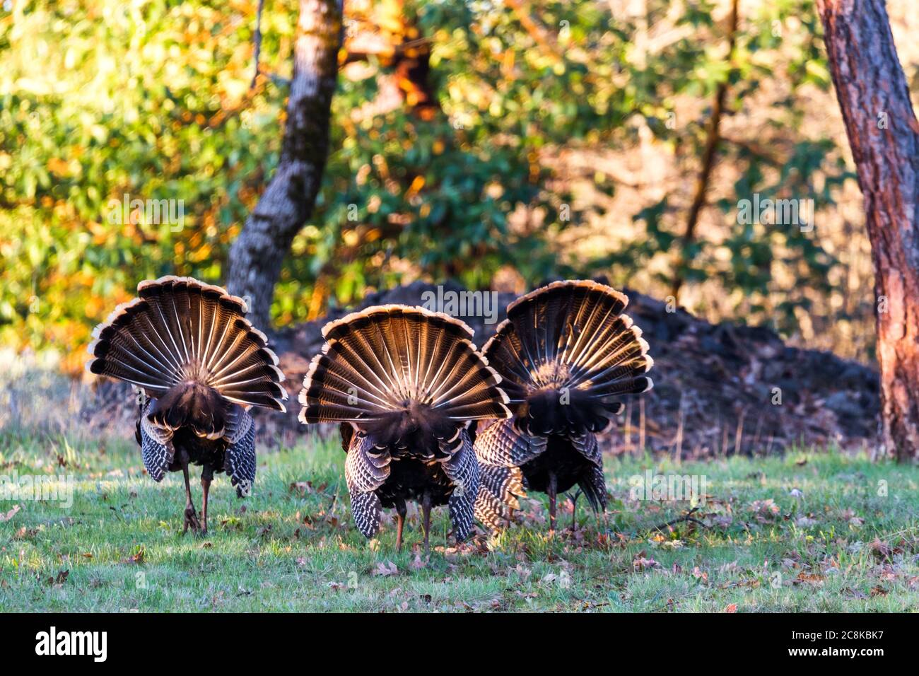 Tacchini Tom grandi mattina presto in un campo verde con querce sullo sfondo Foto Stock