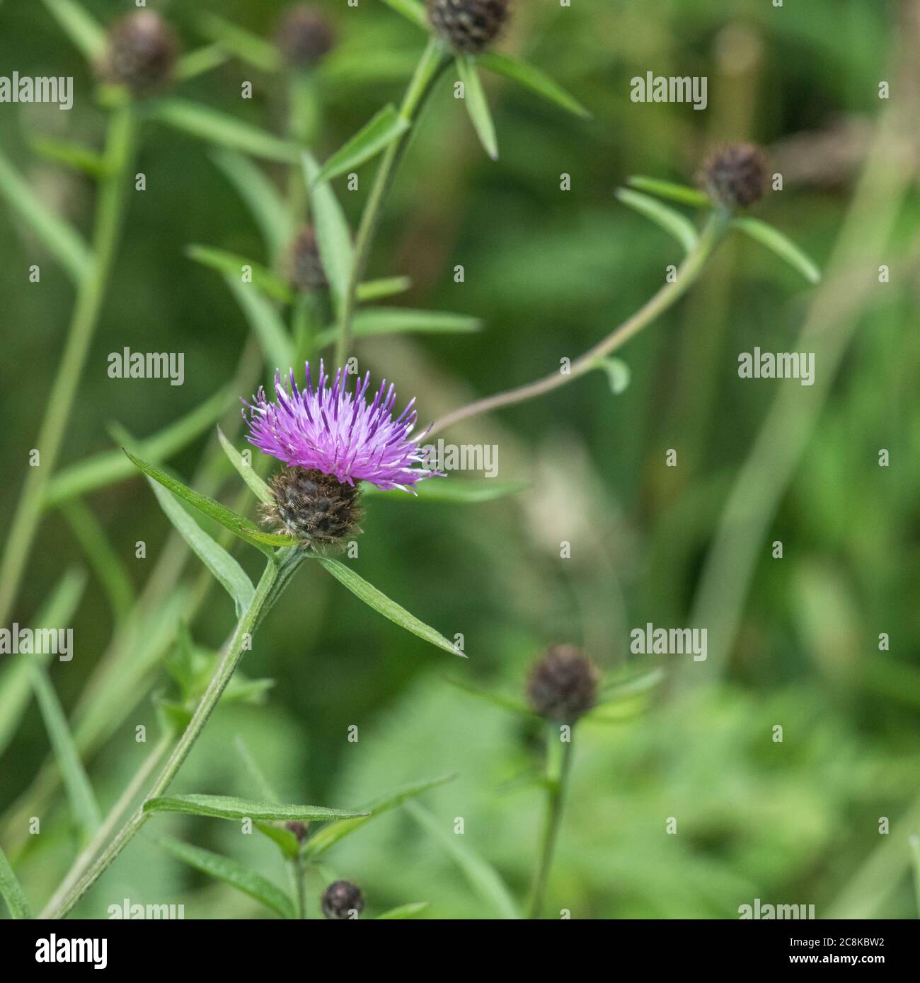 Primo piano di fiore viola di comune Knapweed o Hardheads / Centaurea nigra. Ex pianta medicinale usata in rimedi a base di erbe. Foto Stock